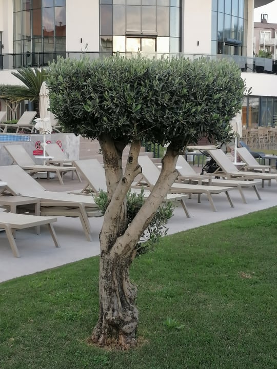 Gartenanlage Seaden Quality Resort & Spa