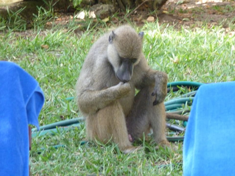 Besuch der Paviane Hotel Papillon Lagoon Reef