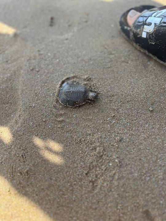 Außenansicht Side West Park Hotel