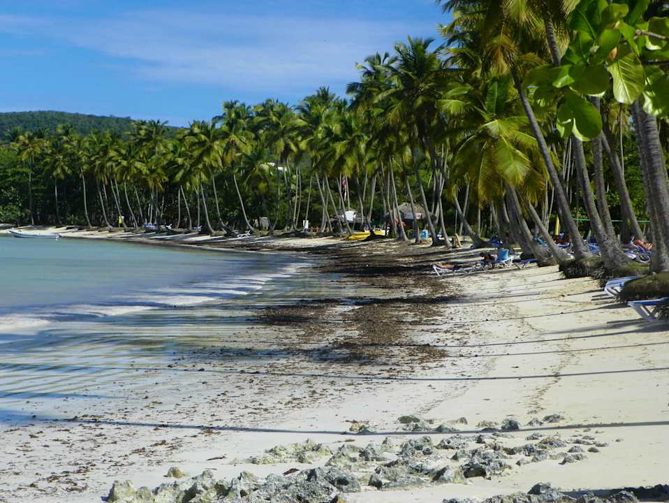 Częsty widok na plaży Wyndham Alltra Samana