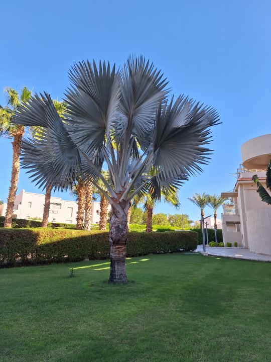 Gartenanlage Pickalbatros Royal Moderna Resort-Sharm El Sheikh