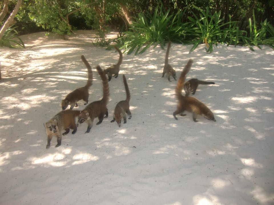 Nasenbären auf Futtersuche Platinum Yucatan Princess All Suites & Spa Resort - Adults only