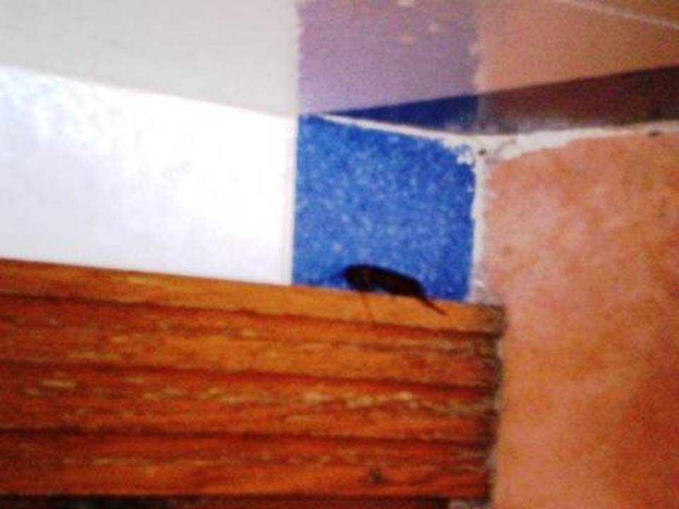 Kakerlake im Badezimmer Riviera Spa Resort - Adults Only