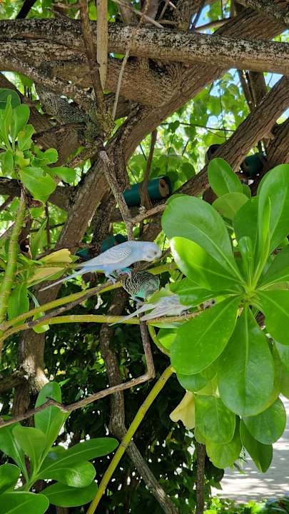 Gartenanlage Thulhagiri Island Resort