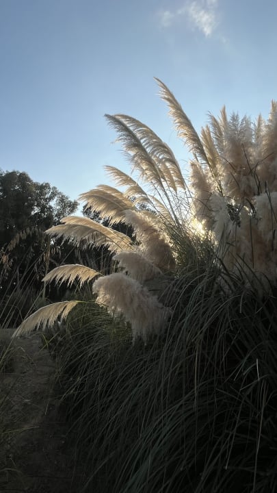 Gartenanlage Luna Minoica Suites and Apartments