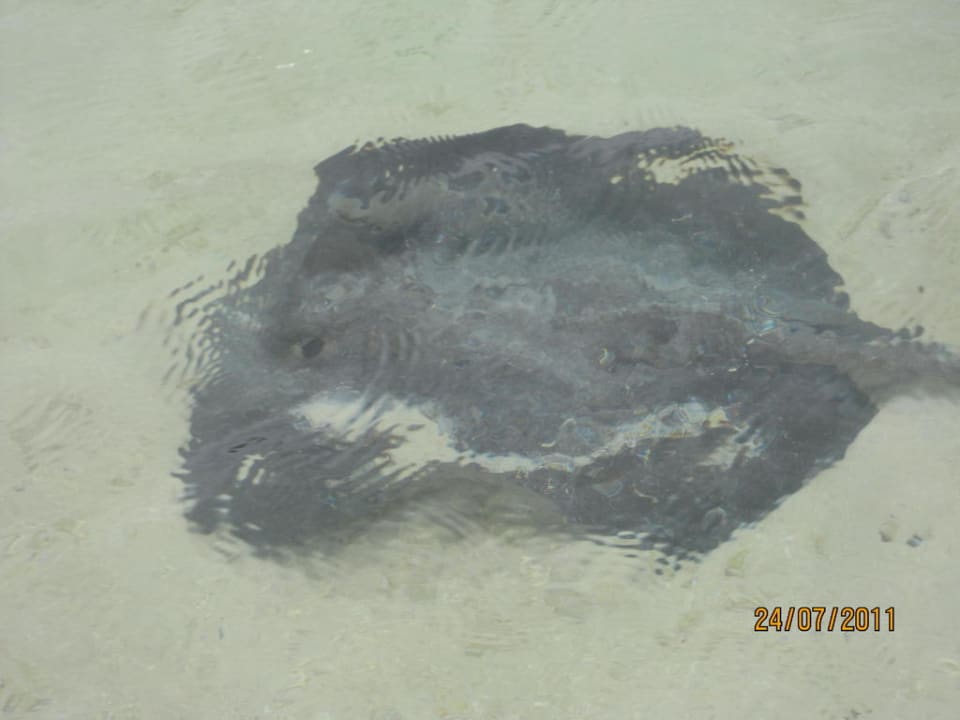 Rochen Kuredu Island Resort & Spa