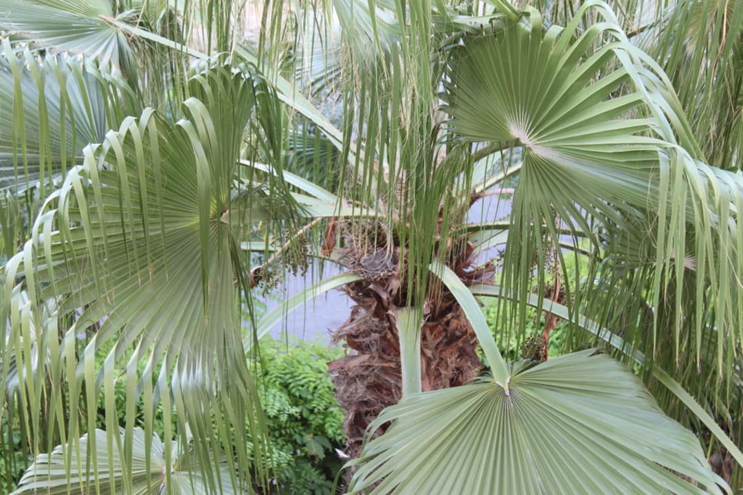 Palme Aydinbey Famous Resort