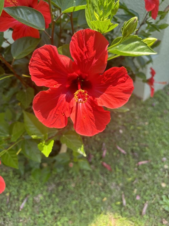 Gartenanlage VONRESORT Golden Beach