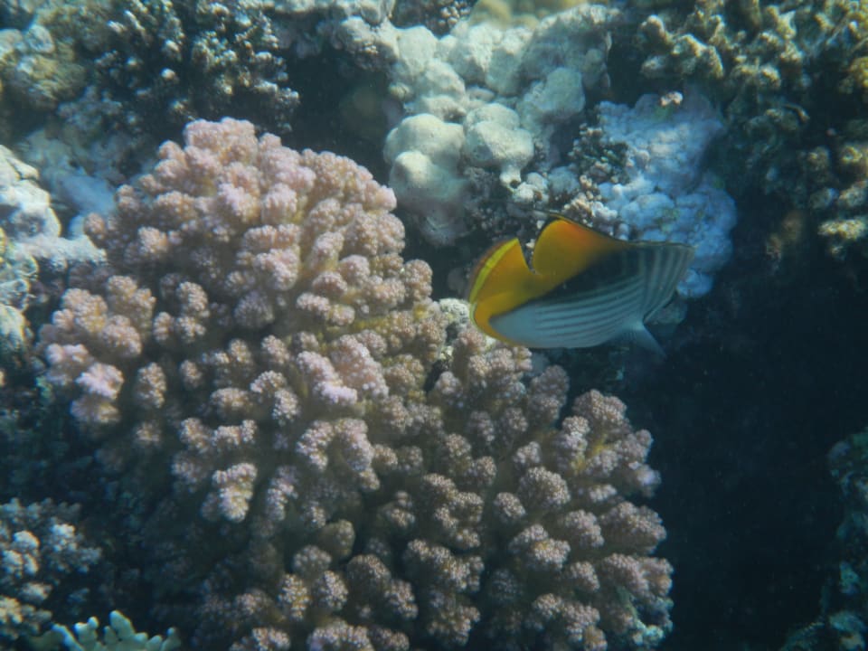 Strand Cleopatra Luxury Resort Makadi Bay