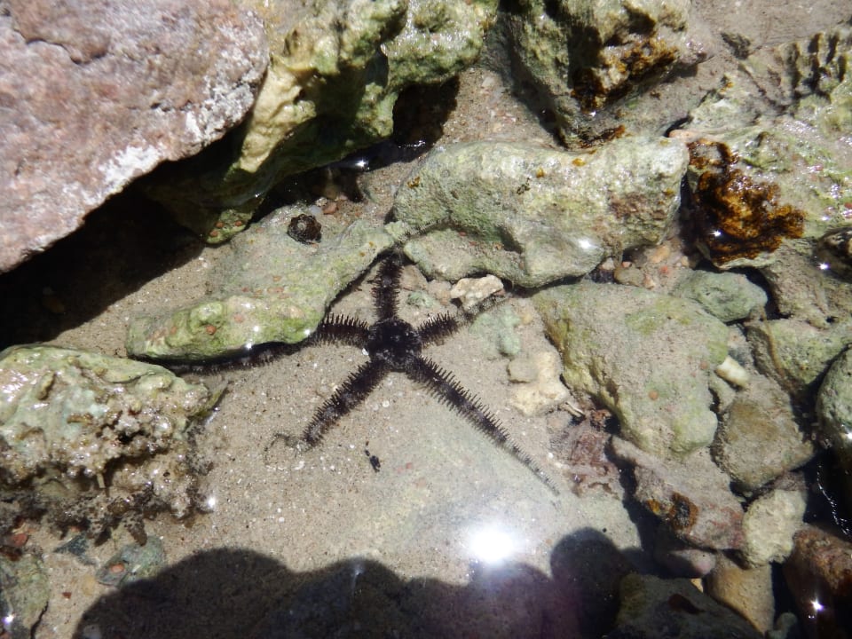 Strand Grand Waterworld Makadi & Family Star Makadi