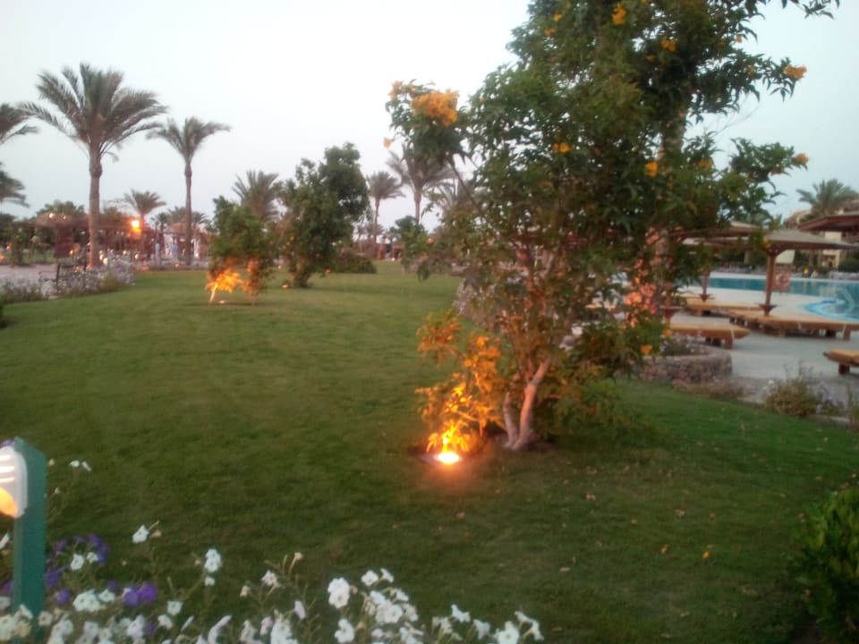 Gartenanlage Desert Rose