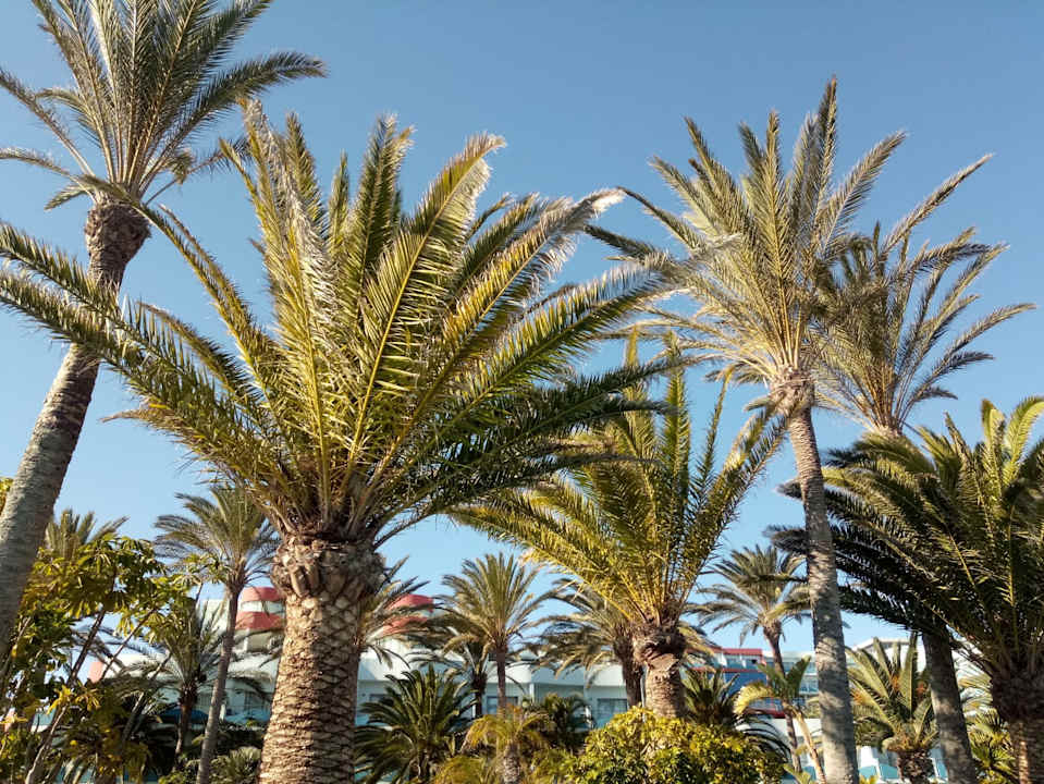 Gartenanlage R2 Pajara Beach