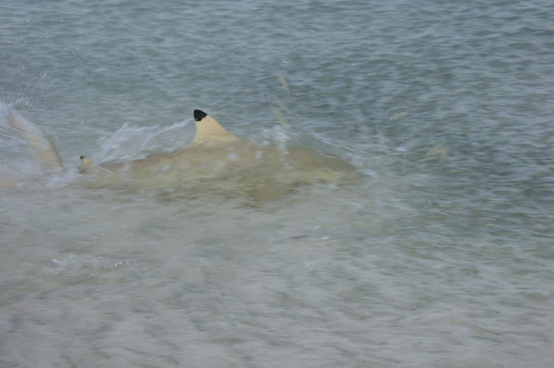 Täglich zu sehen besonders abends auf der Südseite Summer Island Maldives