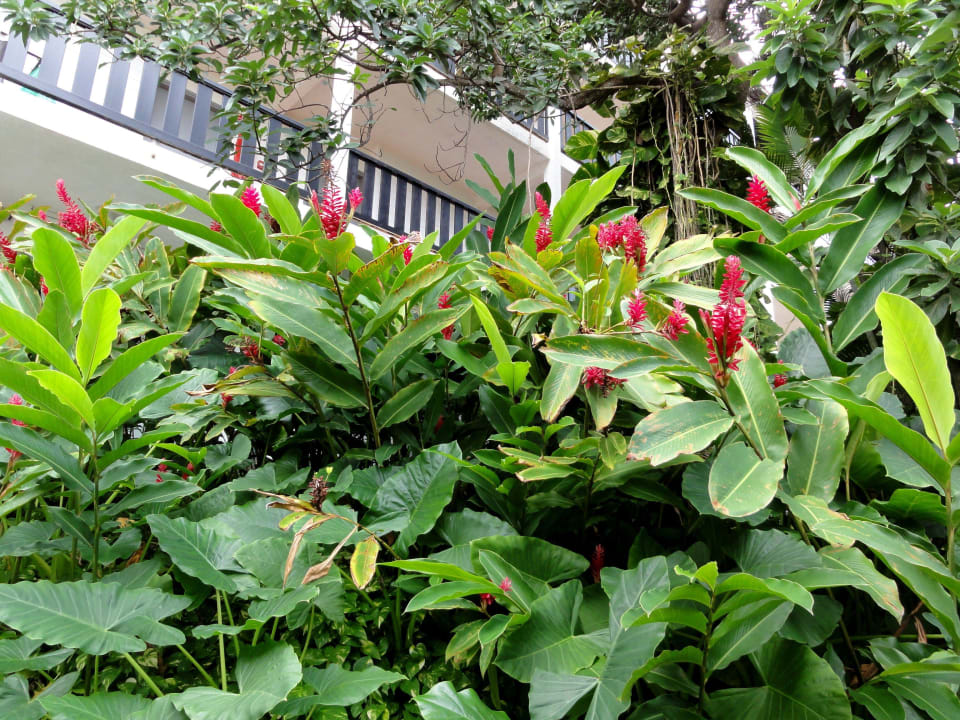 Spaziergang durch den Hotelgarten La Creole Beach Hotel & Spa