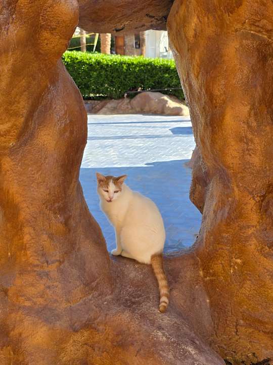 Gartenanlage Giftun Azur Resort