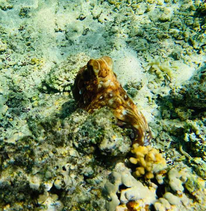 Strand Three Corners Happy Life Beach Resort