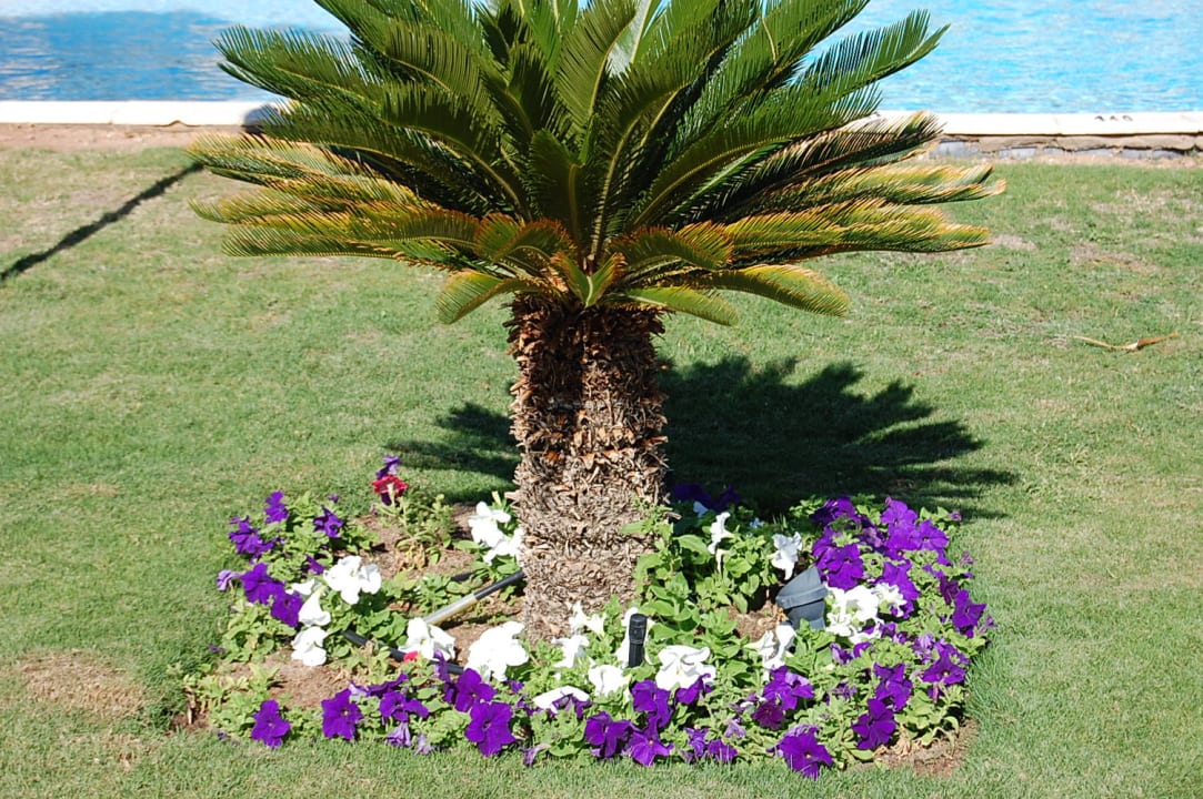 Gartenanlage Coral Sea Holiday Village