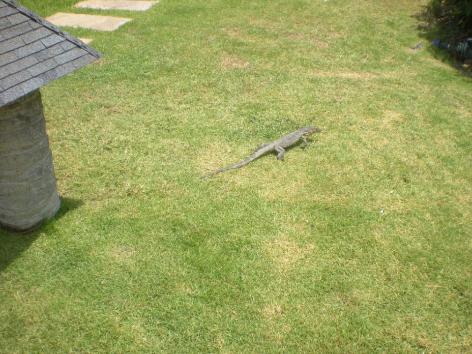 Und noch ein Tier im Garten Hotel The Racha