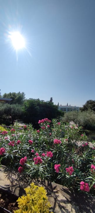 Gartenanlage Aminess Vival Velaris Resort