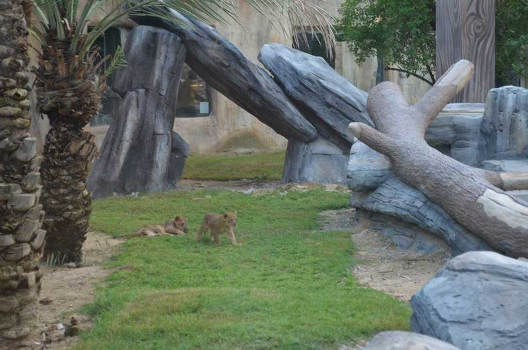 Zoo Hotel Emirates Park Resort