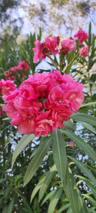 Gartenanlage Limak Limra Hotel & Resort