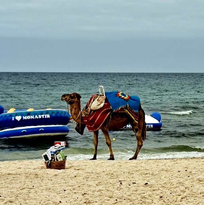 Strand Calimera One Resort Jockey