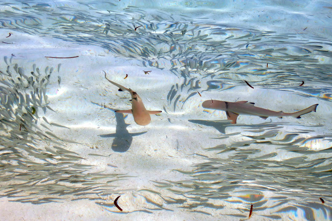 "Hai - Alarm" Meeru Maldives Resort Island