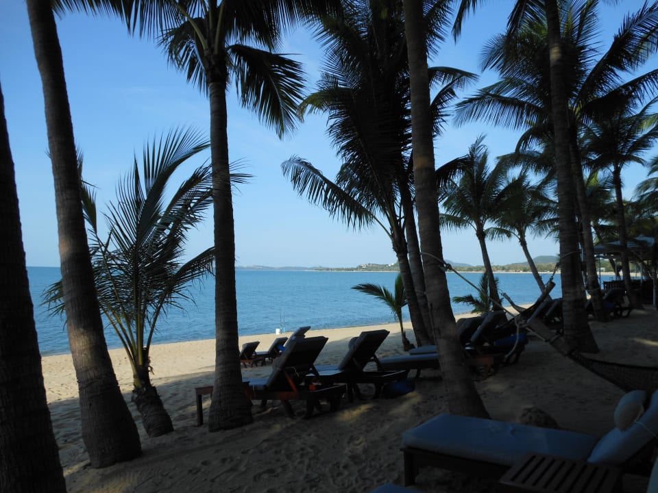 Schattenspendende Palmen Santiburi Koh Samui