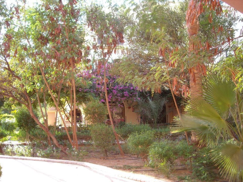 Makadi Oasis Jaz Makadi Oasis Resort