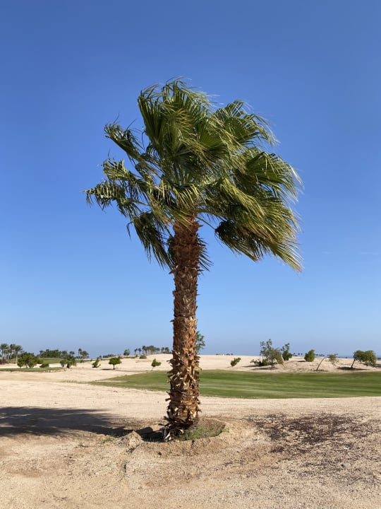 Ausblick Steigenberger Makadi Hotel - Adults only