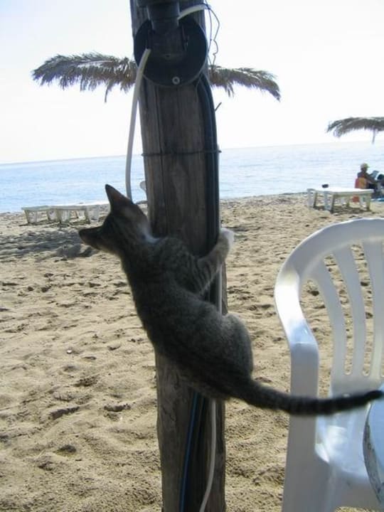 Griechische Katze unweit des Hotelstrandes verschafft sich e Philoxenia Hotel