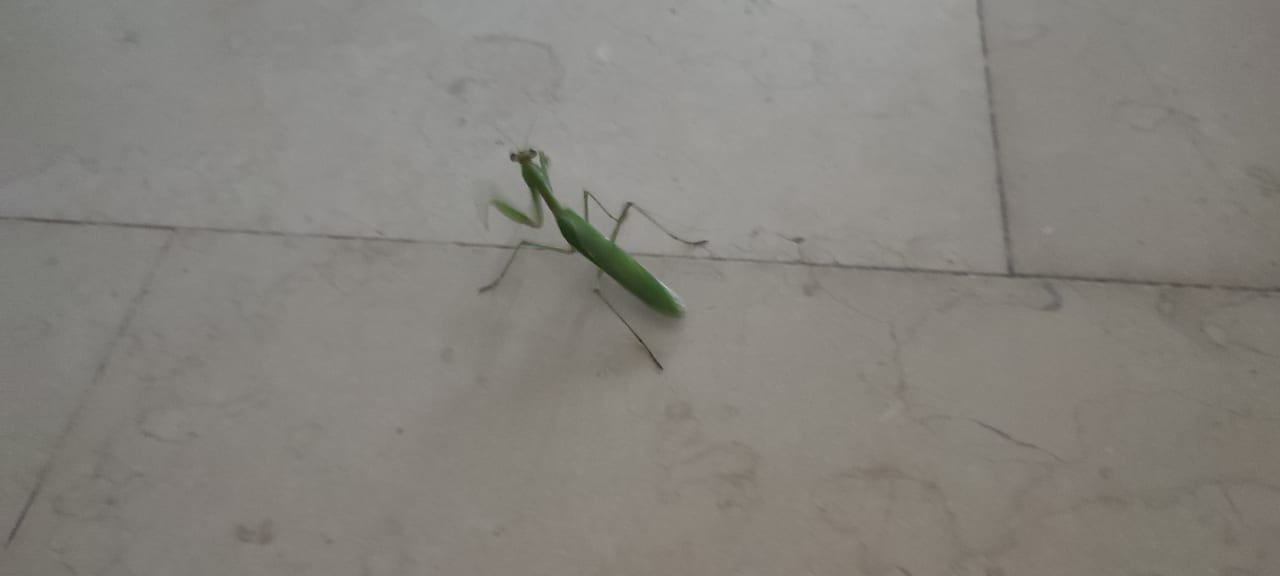 Sonstiges Makadi Spa - Adults only