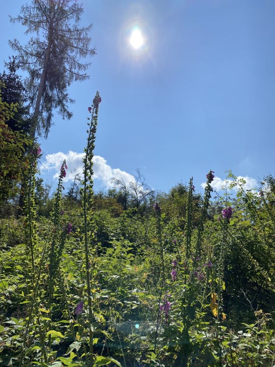 Ausblick Wiesenberghof