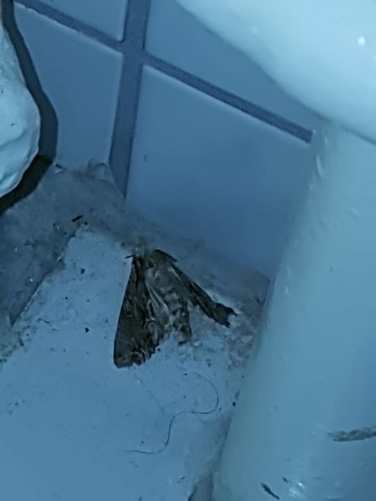 Zimmer Hotel Purucker