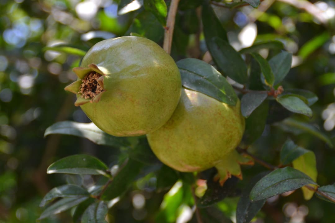 Granatäpfel im Garten Hane Family Resort
