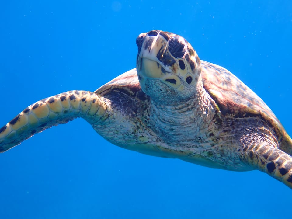 Strand Three Corners Equinox Beach Resort