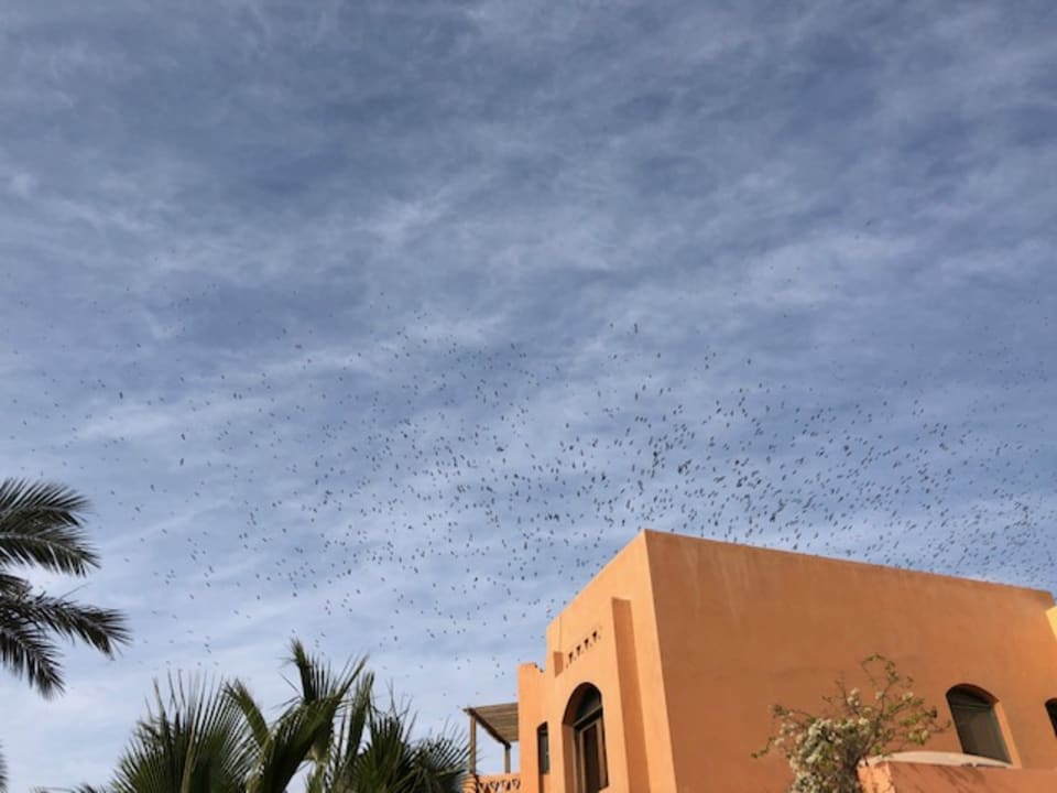 Sonstiges Mövenpick Resort & Spa El Gouna