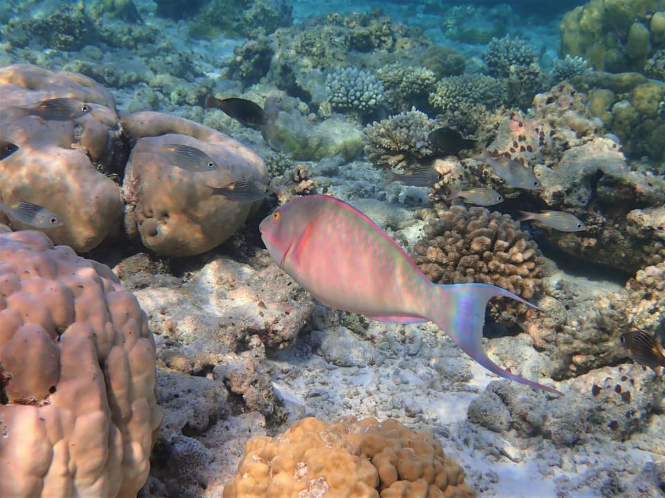 Sport & Freizeit Filitheyo Island Resort