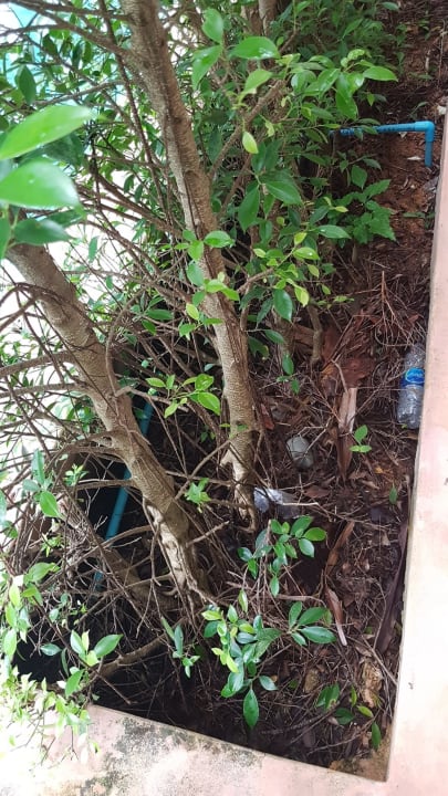 Gartenanlage Maikhao Palm Beach Resort