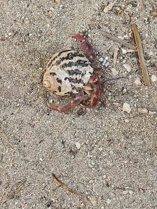 Gartenanlage Akumal Bay Beach & Wellness Resort