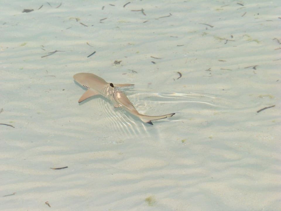 Schwarzspitzenriffhai am Nordstrand Kuredu Island Resort & Spa