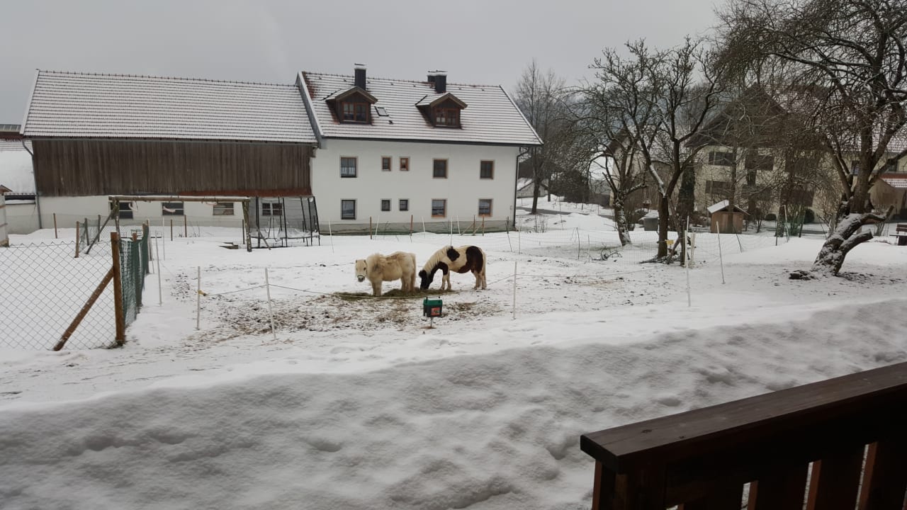Ausblick Bayerwald-Ferienhof Schmid