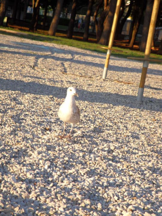 Kies und Besucher Valamar Parentino Hotel