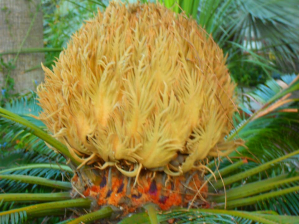 Gartenanlage Hotel Terme Royal Palm