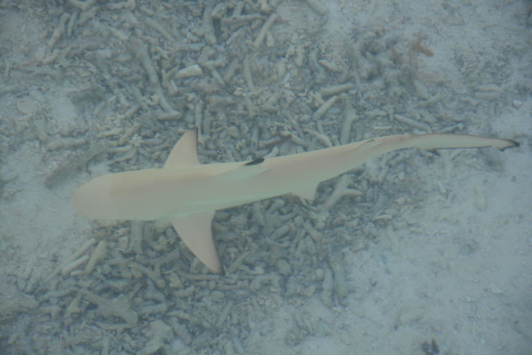 Habitant de l'île LUX South Ari Atoll