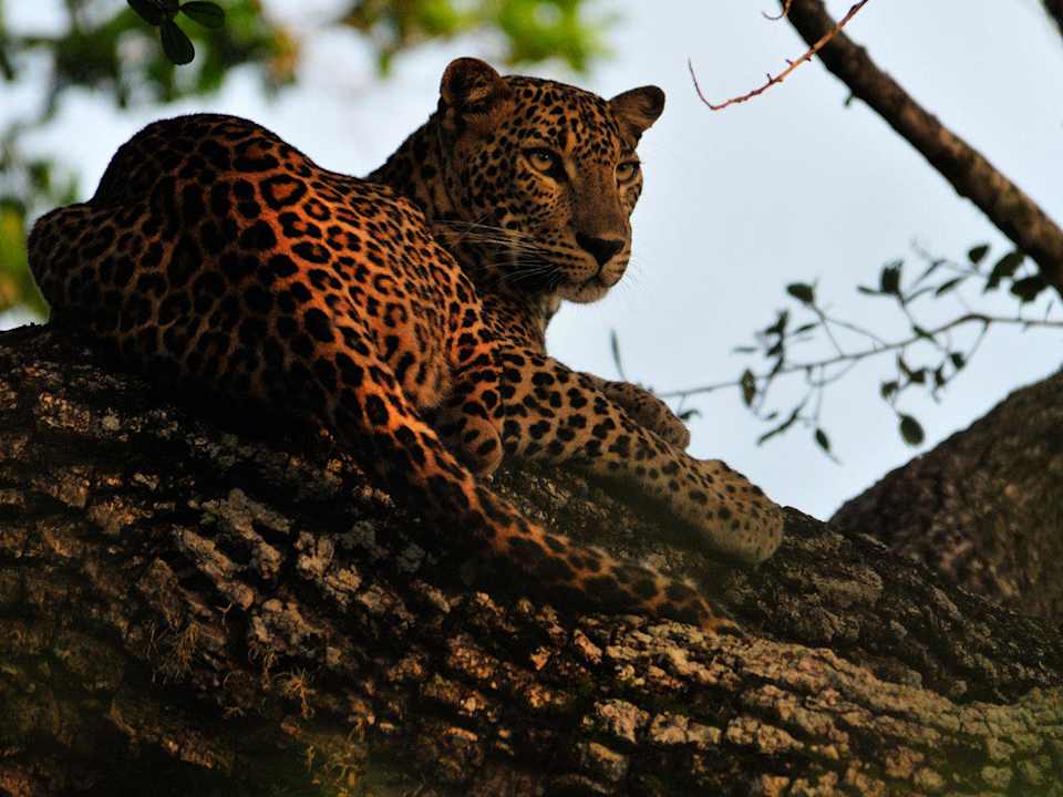 Wild life Mahoora Tented Safari Camp - Yala