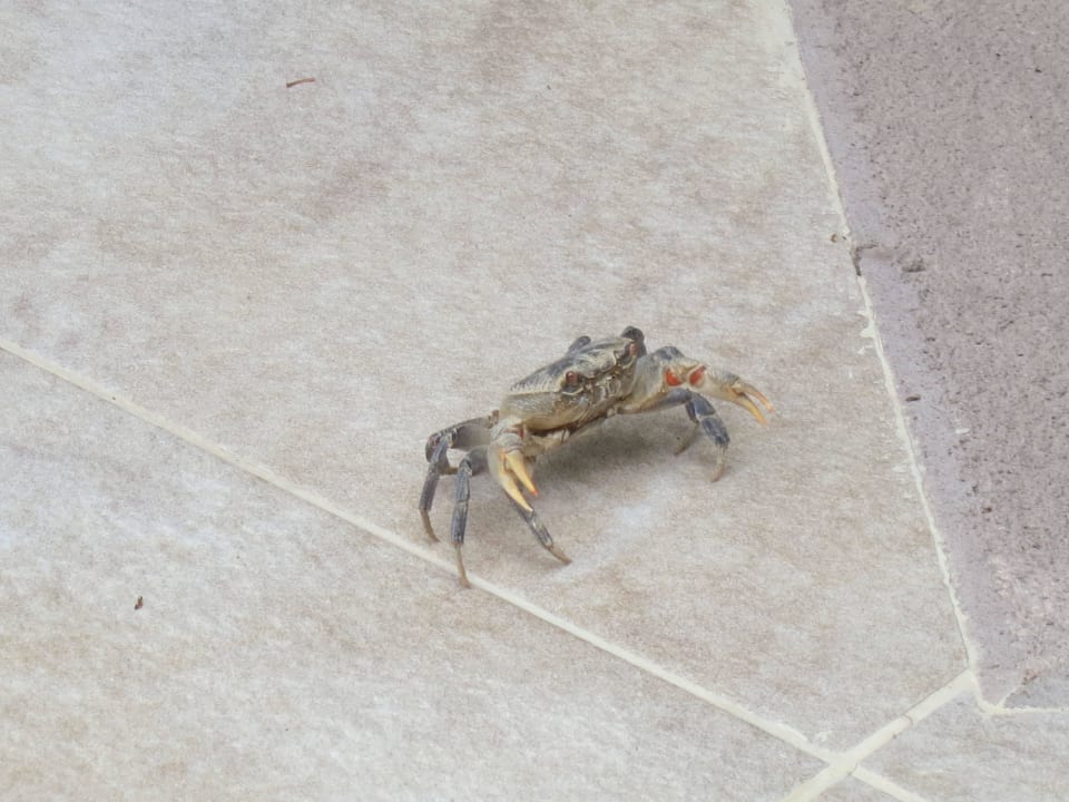 Ein eigenartiger Besuch Crystal Paraiso Aqua Collection