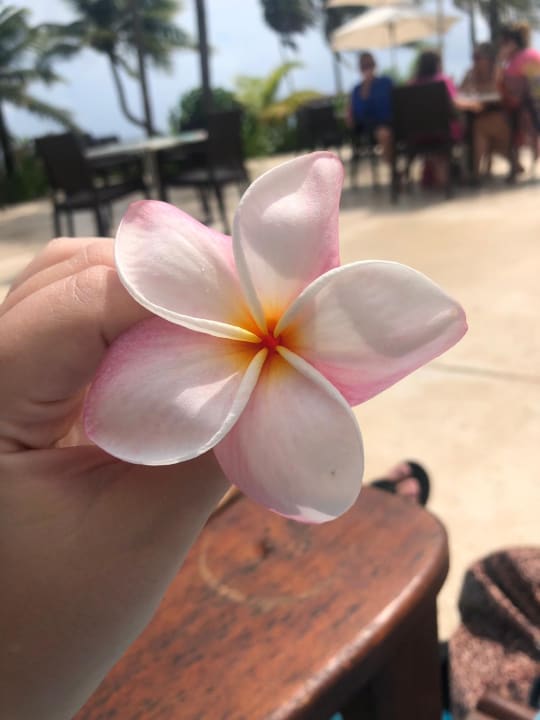 Gartenanlage Akumal Bay Beach & Wellness Resort