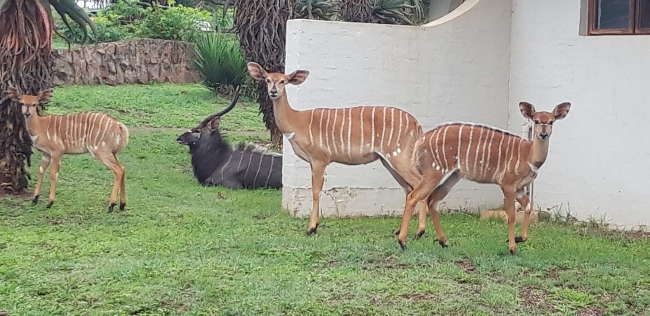 Gartenanlage Ubizane Zululand Safari Lodge