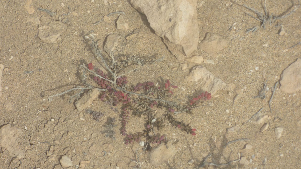 Sonstiges Bakour Fuerteventura La Pared